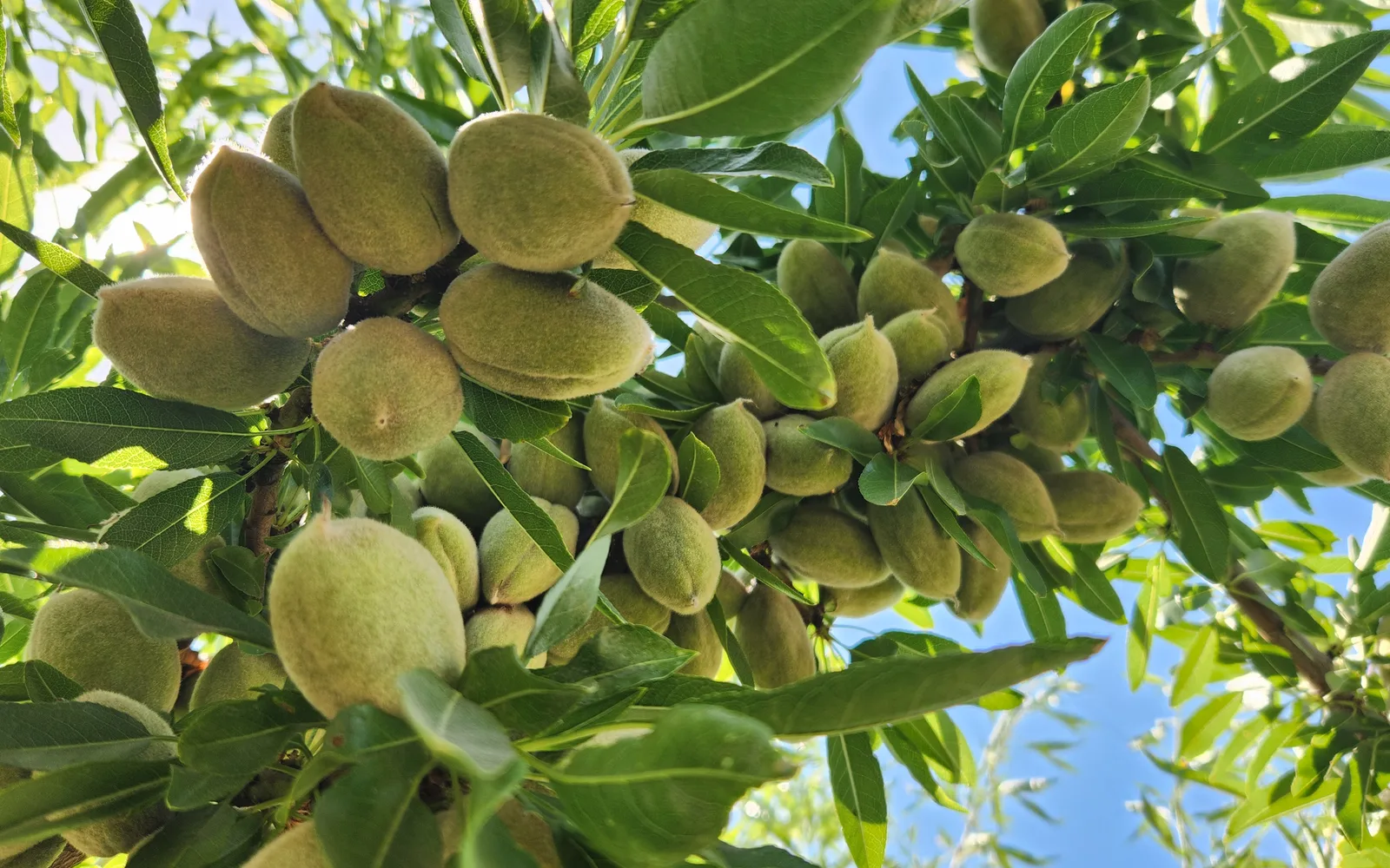 Almond trees growing in California's San Joaquin Valley